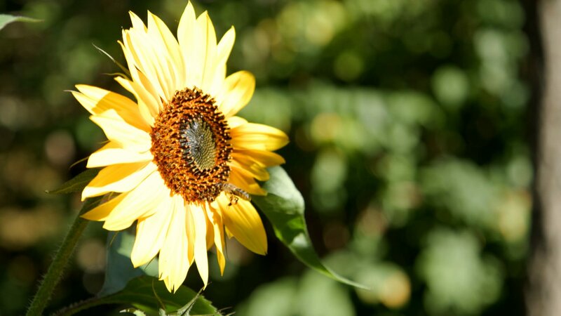 Die Wahrheit über Bio-Gärtnern – Bild: ORF/​Werany