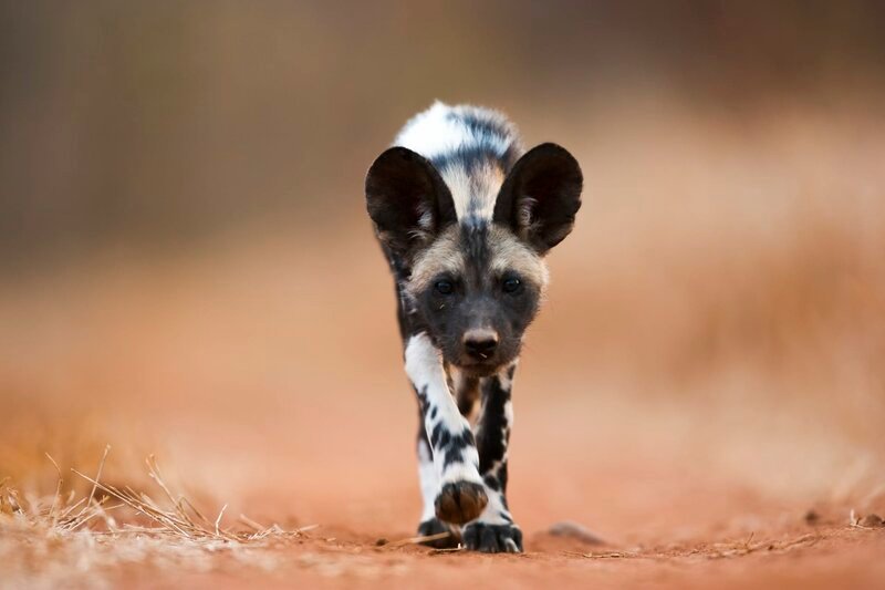 Ein junger Wildhund übt spielerisch das Anschleichen. – Bild: Terra Mater / Kim Wolhunter Ein junger Wildhund übt spielerisch das Anschleichen. – Bild: Terra Mater / Kim Wolhunter