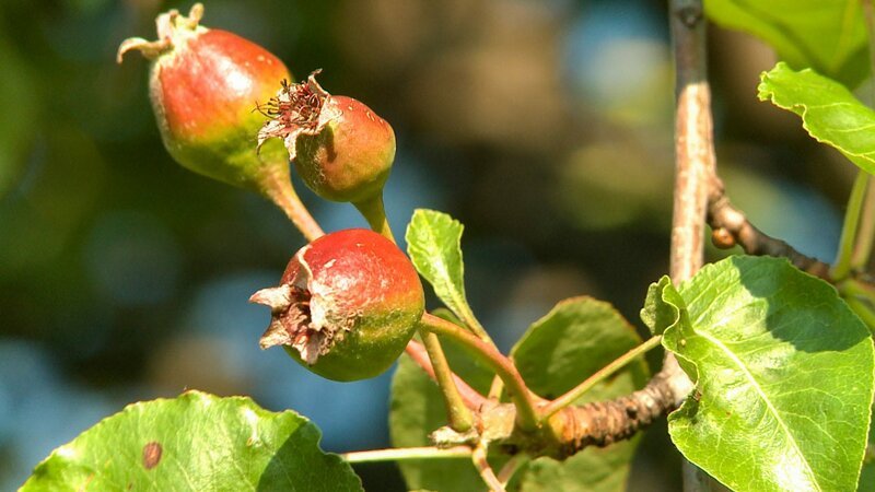 Frucht der Hirschbirne. – Bild: ORF/​Landesstudio Steiermark/​RANfilm/​R.Mayr