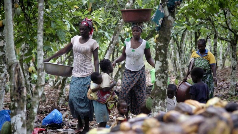 Kakaobauern bei der Ernte in Westafrika. – Bild: ORF/JAVA Kakaobauern bei der Ernte in Westafrika. – Bild: ORF/JAVA