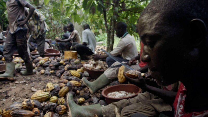 Kakaobauern bei der Ernte in Westafrika. – Bild: ORF/​JAVA