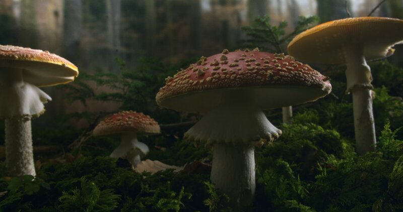 Pilze haben eine wichtige Funktion im Ökosystem Wald. – Bild: ZDF und Jan Haft © Constantin Film.