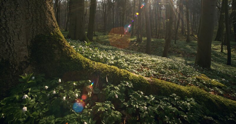 Das geheime Leben der Bäume – Bild: ZDF und Jan Haft