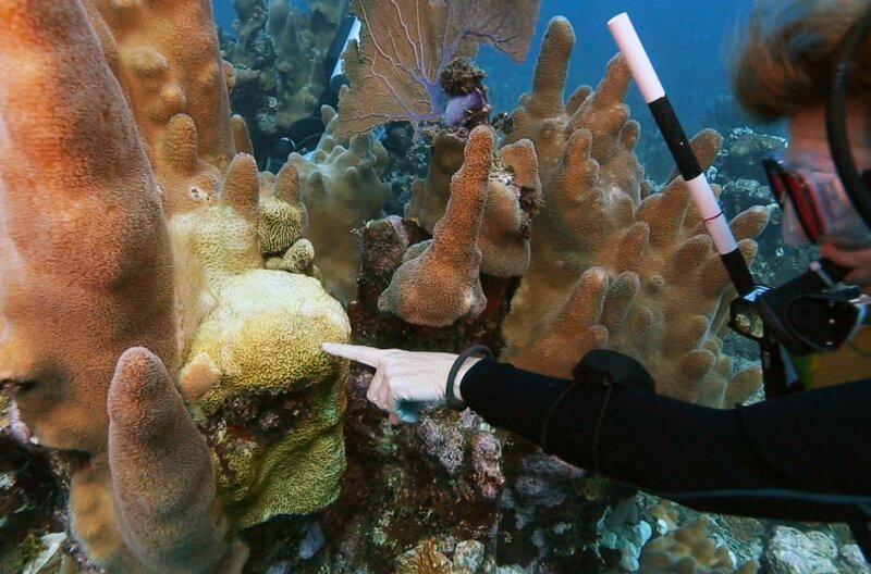 Die Meeresbiologin Melanie McField zeigt, wie sehr die Korallen von der Korallenbleiche angegriffen sind. Kaum eine andere Tiergruppe ist in den vergangenen Jahren so stark zurückgegangen wie die Korallen. – Bild: SWR /​ © SWR