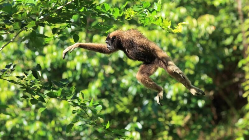 Gibbons sind an das Leben in den Wäldern Borneos perfekt angepasst. – Bild: Terra Mater Factual Studios /​ Matt Hamilton