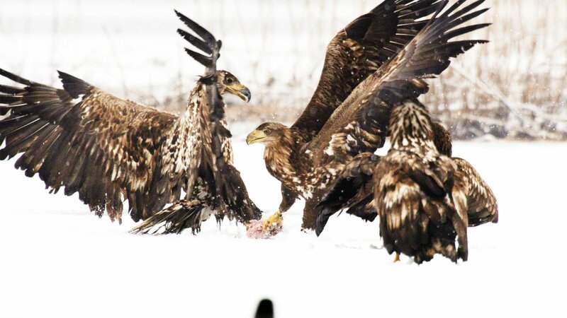 Auch der Winter bietet Seeadlern reichlich Nahrung, trotzdem kämpfen die Greifvögel um jeden Happen. – Bild: CuriosityStream Inc.