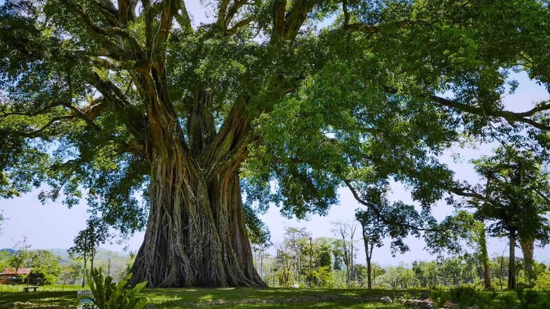 Ein mehrere hundert Jahre alter Ficus auf den südlichen Philippinen. Bäume sind in der Lage, sich ständig zu regenerieren, was es ihnen ermöglicht, alle Rekorde für die Langlebigkeit in der lebenden Welt zu brechen. Die Verwendung des sendungsbezogenen Materials ist nur mit dem Hinweis und Verlinkung auf RTL+ gestattet. – Bild: RTL /​ (c) Hauteville Productions /​ © CemAygun /​ Shutterstock