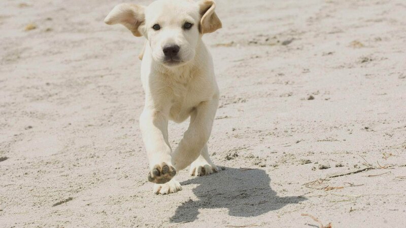 Marley geht auch schon mal eigene Wege … – Bild: RTL Die Verwendung des Materials von RTL Deutschland ist nur zur redaktionellen Berichterstattung im Zusammenhang mit der Sendung unter Angabe der Credits/Quellenangabe und Beachtung der unter https:/ Marley geht auch schon mal eigene Wege … – Bild: RTL Die Verwendung des Materials von RTL Deutschland ist nur zur redaktionellen Berichterstattung im Zusammenhang mit der Sendung unter Angabe der Credits/Quellenangabe und Beachtung der unter https:/
