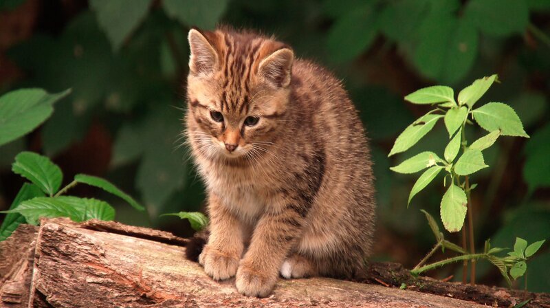 Gerade in jungem Alter sind Wildkatzen nur schwer von Hauskatzen zu unterscheiden. – Bild: NDR/​NDR Naturfilm/​doclights/​Günter Goldmann
