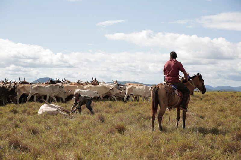 Presenter Hazen Audel helping round up cattle on a horse in a cattle drive. (National Geographic/​Tess Benjamin) – Bild: Tess Benjamin /​ National Geographic/​Tess Benjamin /​ National Geographic