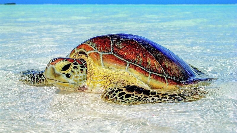 Eine Buckelschildkröte kehrt zur Eiablage auf ihre Geburtsinsel zurück. – Bild: Tec Tec Production /​ Eine Buckelschildkröte kehrt zur Eiablage auf ihre Geburtsinsel zurück.