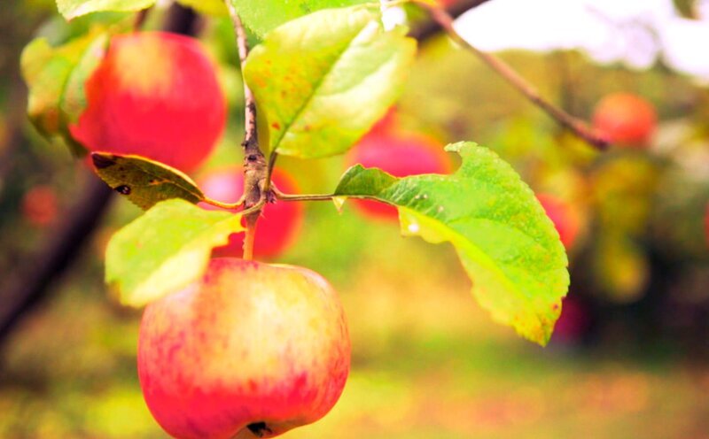 Apfelbäume sind für uns eine vertraute Welt – vermeintlich. – Bild: ZDF und SWR.