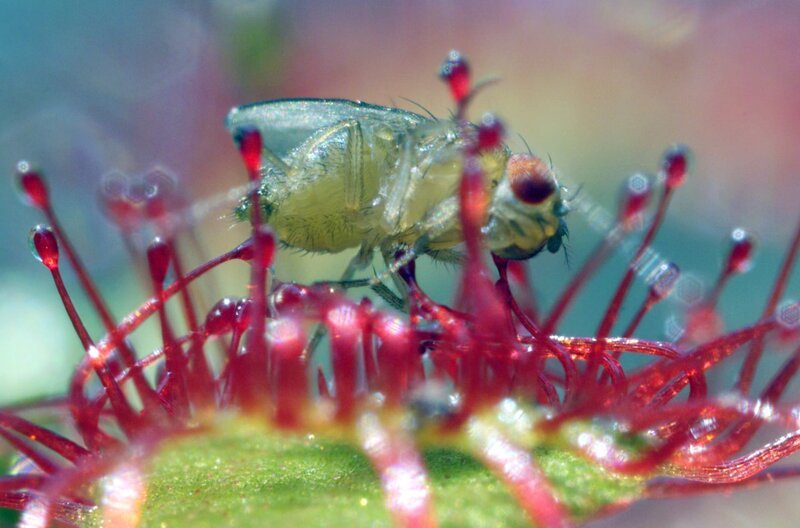 Insekt gefangen in Sonnentau – Bild: ARTE France /​ © Skip Hobbie/​National Geographic /​ © Skip Hobbie/​National Geographic