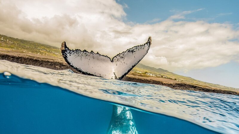 Seit Anfang der 2000er Jahre sind Buckelwale wieder vor der Insel Réunion im Indischen Ozean zu finden und sind dort eine der größten Attraktionen. – Bild: arte