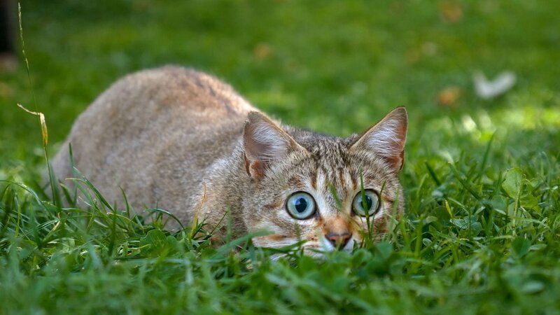 Katzen gelten als niedliche Schmusetiger mit hohem Flauschfaktor. Sie werden von allen geliebt und überall auf der Welt mit großer Hingabe umsorgt. Doch sind sie keinesfalls Kuscheltiere, sondern wahre Raubtiere und gefährliche Jäger. – Bild: arte