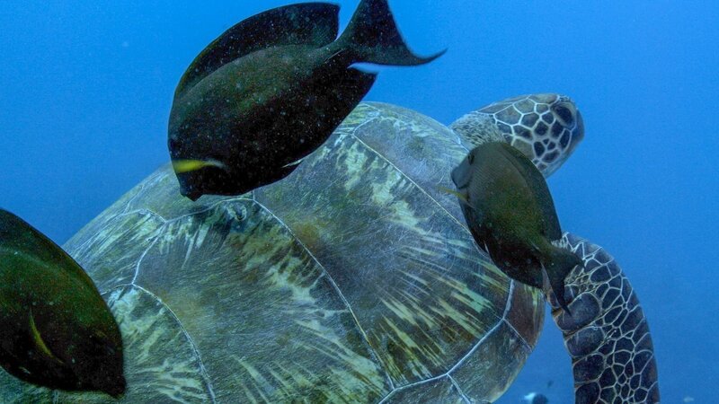 Drei Fische reinigen den Panzer einer Schildkröte. Diesen Vorgang nennt man Putzsymbiose. – Bild: arte