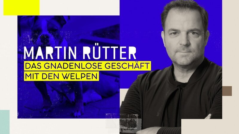 Martin Rütter – Das gnadenlose Geschäft mit den Welpen Die Verwendung des sendungsbezogenen Materials ist nur mit dem Hinweis und Verlinkung auf RTL+ gestattet. – Bild: RTL