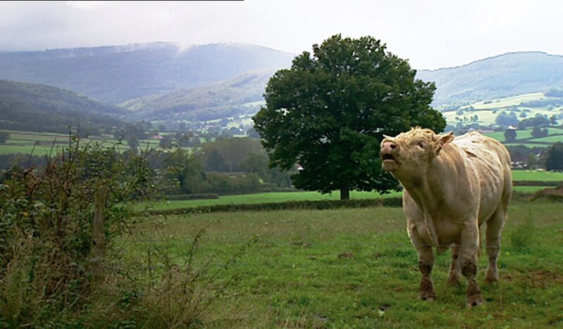 Der Westen Burgunds ist bäuerlich geprägt. Hier leben die Bauern von der Viehzucht – weithin berühmt bei Gourmets sind die Charlois-Rinder. – Bild: BR