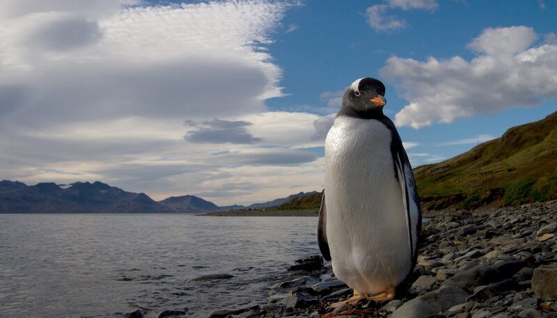 Ein Eselspinguin am Strand. – Bild: BR/​NDR/​Roland Gockel