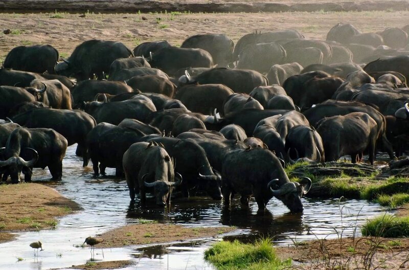 Büffel sind die Lieblingsbeute der Löwen am Ruaha-Fluss. Tausende von ihnen kommen hierher, um zu trinken. – Bild: ARTE /​ © ZED/​JBIZ /​ © ZED/​JBIZ