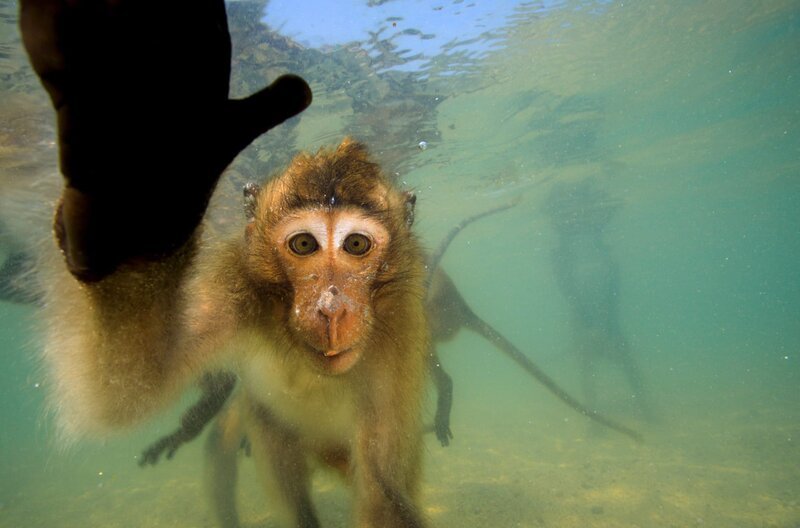 Makaken können unter Wasser sehen, was sie zu ausgezeichneten Tauchern macht. – Bild: Cyril Ruoso /​ Makaken können unter Wasser sehen, was sie zu ausgezeichneten Tauchern macht.