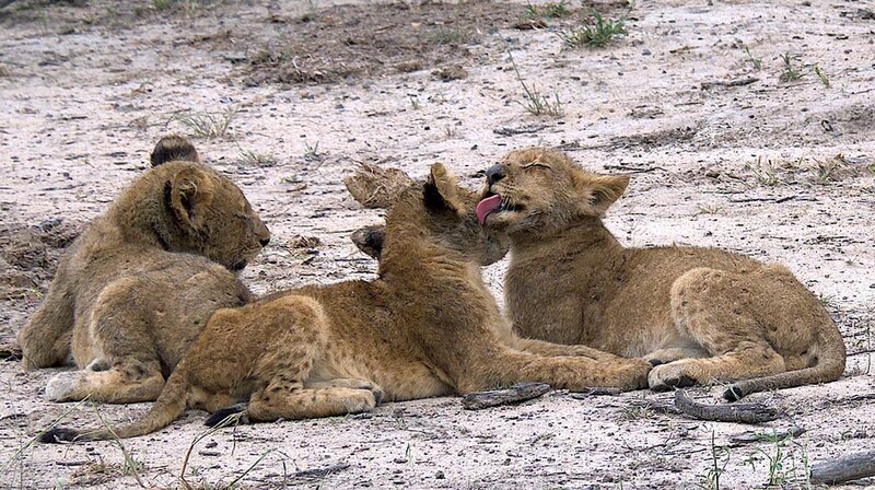Südafrika: Harte Zeiten für Löwen und Geparden – Bild: phoenix/​ZDF/​ORF