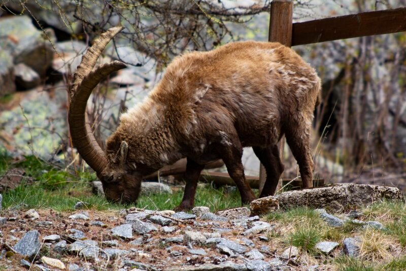 Alpensteinbock – Bild: ServusTV /​ Gerald Salmina