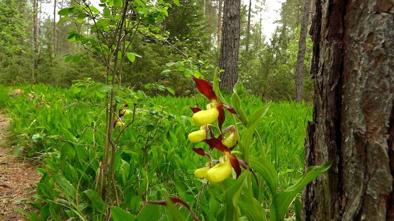 Frauenschuh. – Bild: ORF/Hans Jöchler Frauenschuh. – Bild: ORF/Hans Jöchler