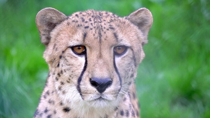 Tierisch gute Augen – Bild: CuriosityStream Inc. /​ Spiegel TV Wissen