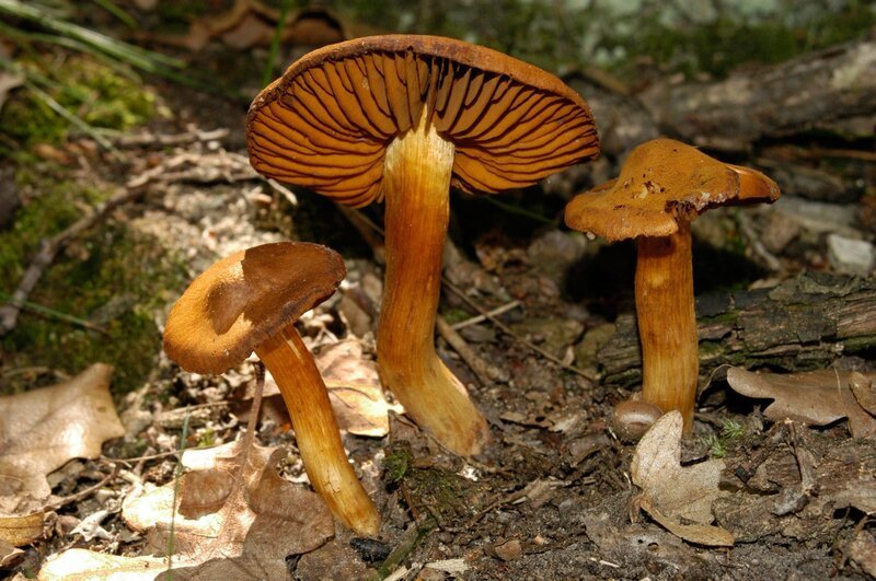 Orangefuchsiger Rauhkopf – sehr giftig! – Bild: 3sat