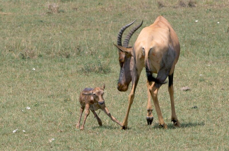 Schon kurz nach der Geburt muss die junge Antilope in der Lage sein zu fliehen. – Bild: ARTE /​ © Songes de Moaï /​ © Songes de Moaï