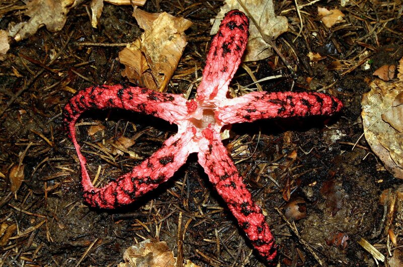 Das geheimnisvolle Leben der Pilze – Bild: ORF/​Power of Earth