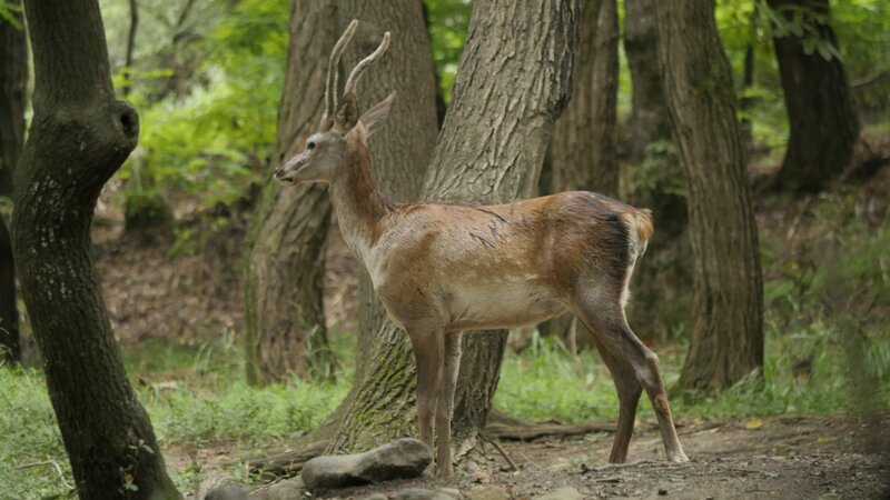 Indien - Wildes Paradies – Bild: Animal Planet