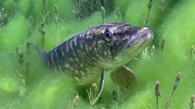 Die Talsperren im Bergischen Land – Bild: WDR/​Tesche Dokumentarfilm