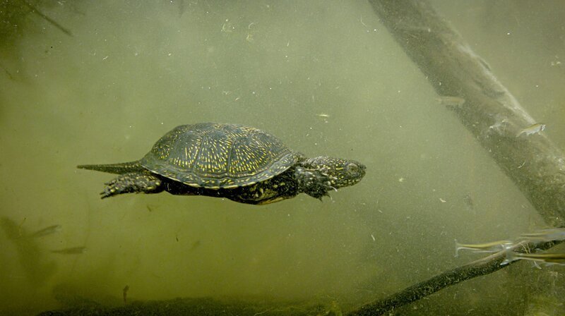  Unter Wasser bewegen sich Sumpfschildkröten überraschend agil. – Bild: NDR/​Doclights GmbH/​Alexander Sommer