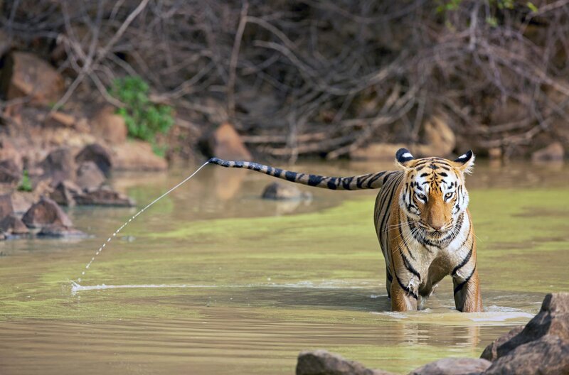 Die Tigerkönigin von Taru – Bild: ARTE France /​ © Aishwarya Sridhar /​ © Aishwarya Sridhar