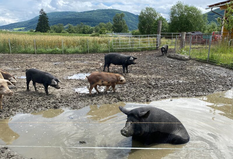 Schweine suhlen sich gerne im Schlamm – Bild: ServusTV