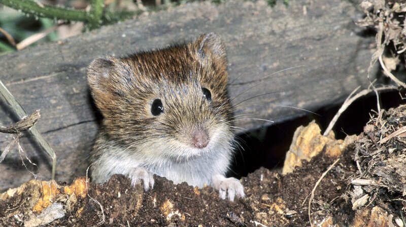 Die Havel – Bild: phoenix/​NDR/​telekine/​Frank Koschewski