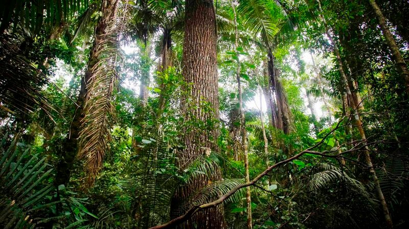 Die Vielfalt des Lebens auf der Erde ist bedroht. Lebensräume verschwinden – und mit ihnen viele Arten. Auch der Manu-Nationalpark in Peru, ein Hotspot der Artendiversität, ist in Gefahr. – Bild: phoenix/​3sat