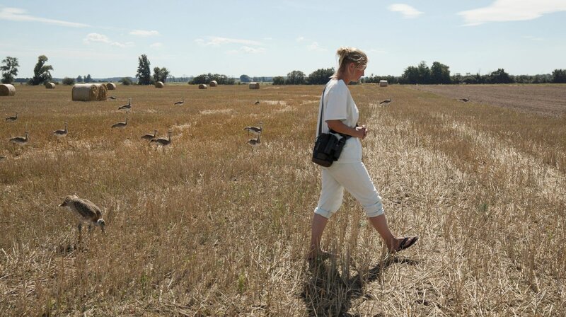 Die Odyssee der Großtrappen – Bild: MDR/​ALTAYFILM
