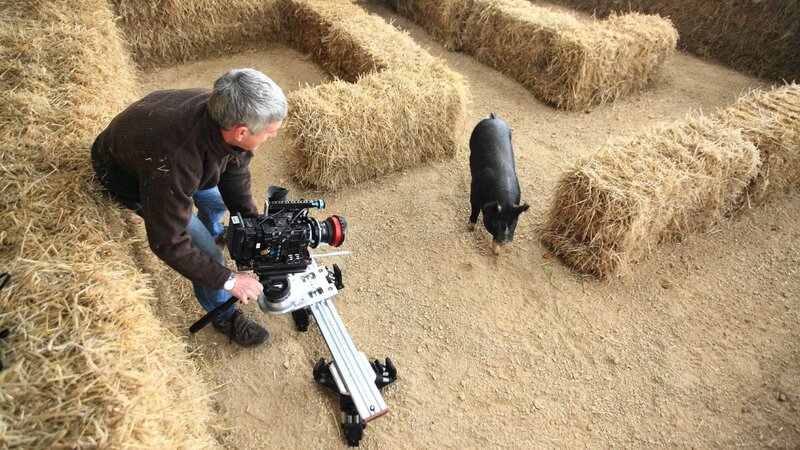 Die fabelhafte Welt der Schweine – Bild: RTL /​ © TMFS + SNI /​ SI Networks L.L.C. /​ Matt Hamilton  Die Verwendung des Materials von RTL Deutschland ist nur zur redaktionellen Berichterstattung im Zusammenhang mit der Sendung unter Angabe der 