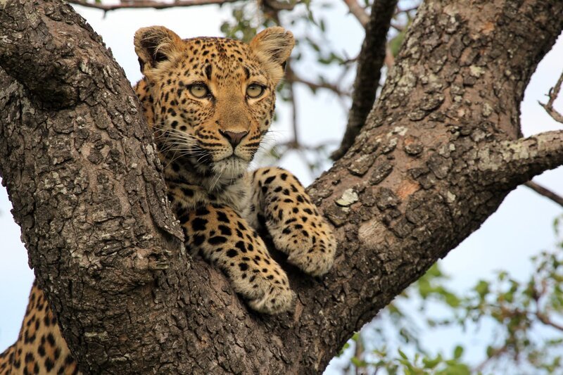 Leopard. – Bild: 3sat
