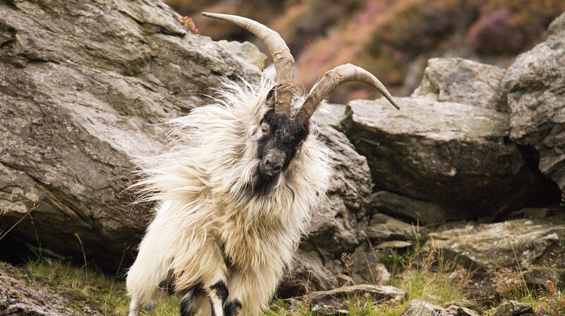 Wilde Ziegen leben schon seit Jahrtausenden in unzugänglichen Regionen der walisischen Berge. – Bild: ZDF und NDR/​NDR Naturfilm/​doclights/​Hans-Peter Kuttler.