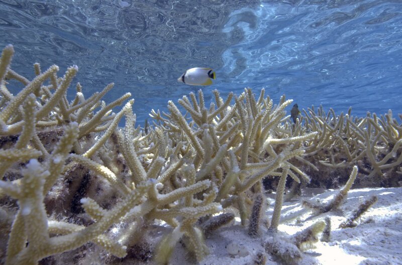 Ausgeblichenes Korallenriff in Polynesien – Bild: Films à Cinq /​ © Films à Cinq