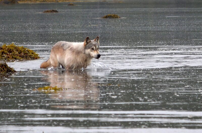 Die Küstenwölfe gehen im Wasser ebenso auf Beutezug wie am Land: Auf ihrem Speiseplan stehen unter Anderem Otter und junge Robben. – Bild: phoenix/​Moritz Katz