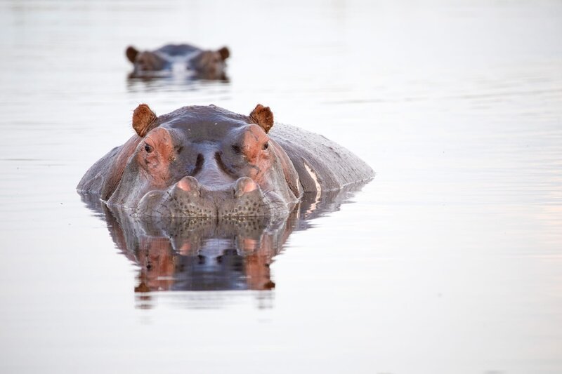 Flusspferd. – Bild: ORF/​BBC/​The Natural History Film Unit Botswana