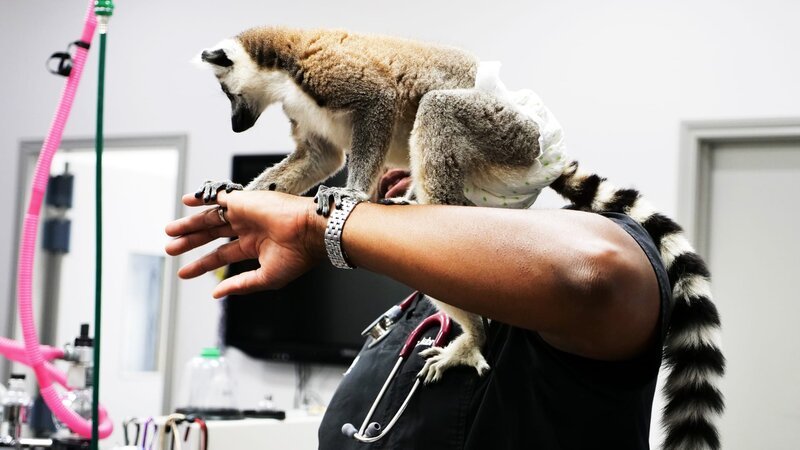 Gizmo the Lemur crawls on Dr. Ross’ arm – Bild: Animal Planet /​ PhotoBank 36972_ep404_025 /​ Discovery Communications, LLC