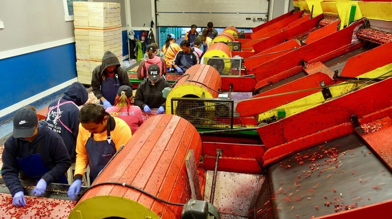 Die schwedische Beerenindustrie ist auf die Arbeitskräfte aus Thailand angewiesen. – Bild: ZDF und WDR. Die schwedische Beerenindustrie ist auf die Arbeitskräfte aus Thailand angewiesen. – Bild: ZDF und WDR.