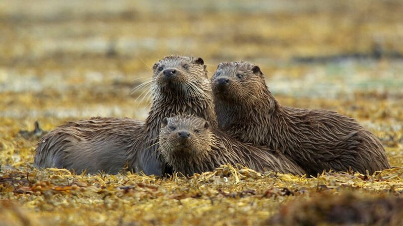 Otter. – Bild: phoenix/​ZDF/​ORF/​Maramedia