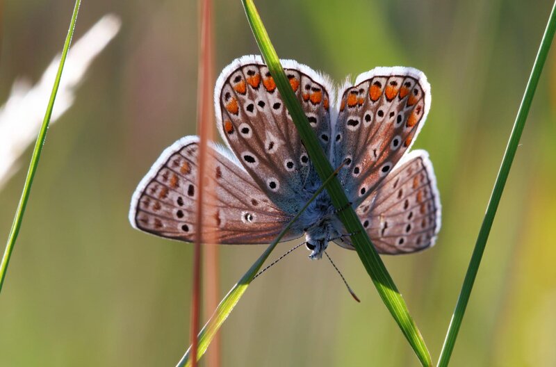 Der Kaiserstuhl – Bild: BR/​SWR/​Tobias Mennle Filmproduktion